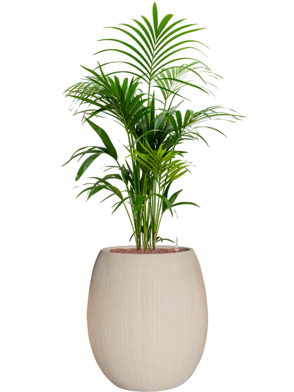 Kentia (Howea) forsteriana in Baq Polystone Coated Plain Office Plant With Pot 147cm Height 30cm Dia