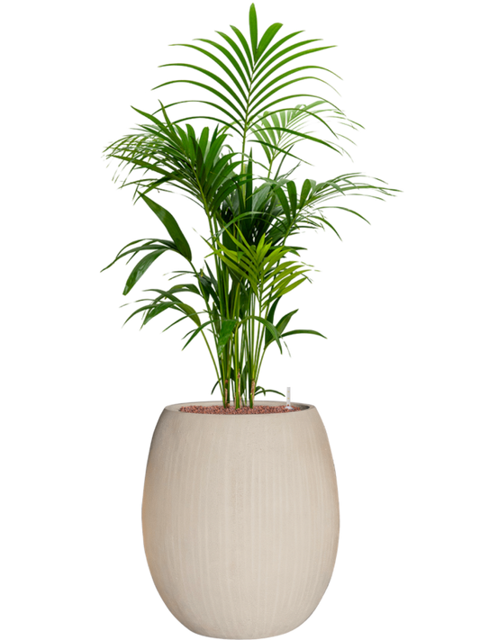 Kentia (Howea) forsteriana in Baq Polystone Coated Plain Office Plant With Pot 147cm Height 30cm Dia