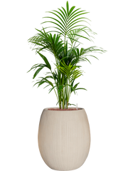 Kentia (Howea) forsteriana in Baq Polystone Coated Plain Office Plant With Pot 147cm Height 30cm Dia