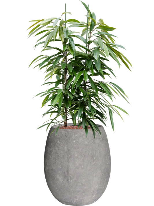 Ficus binnendijkii Amstel King in Baq Polystone Coated Plain Office Plant With Pot 136cm Height 30cm Dia