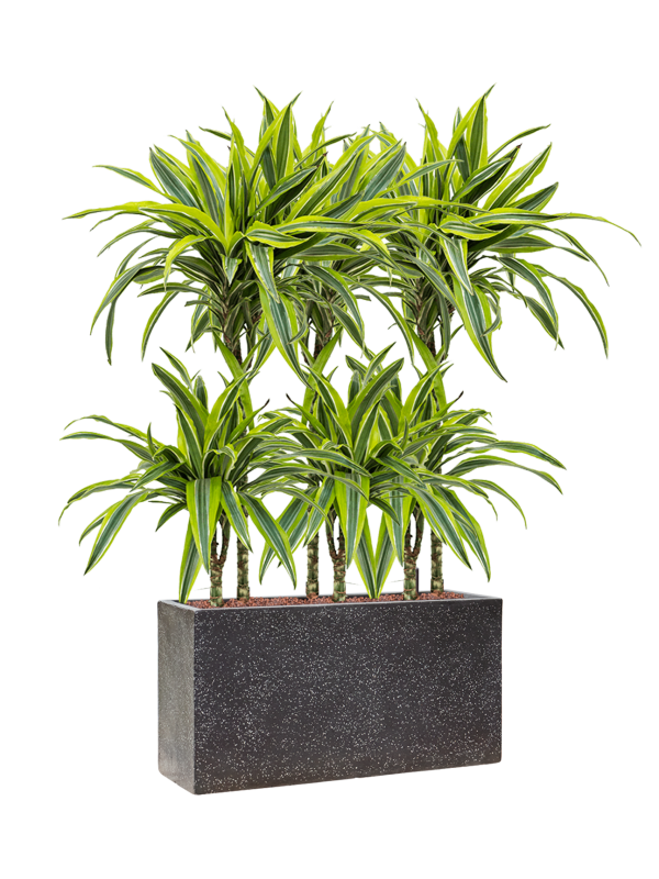 Dracaena fragrans 'Lemon Lime' in Baq Terrazzo Office Plant With Pot 104cm Height 15cm Dia