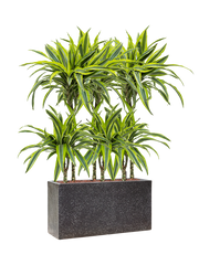 Dracaena fragrans 'Lemon Lime' in Baq Terrazzo Office Plant With Pot 104cm Height 15cm Dia