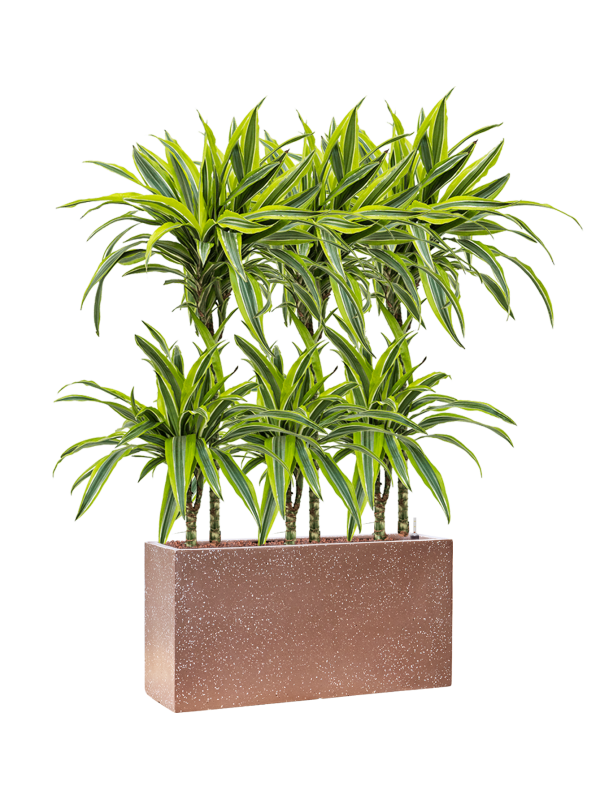 Dracaena fragrans 'Lemon Lime' in Baq Terrazzo Office Plant With Pot 104cm Height 15cm Dia