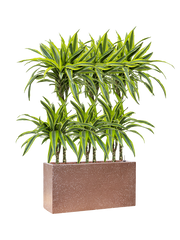 Dracaena fragrans 'Lemon Lime' in Baq Terrazzo Office Plant With Pot 104cm Height 15cm Dia