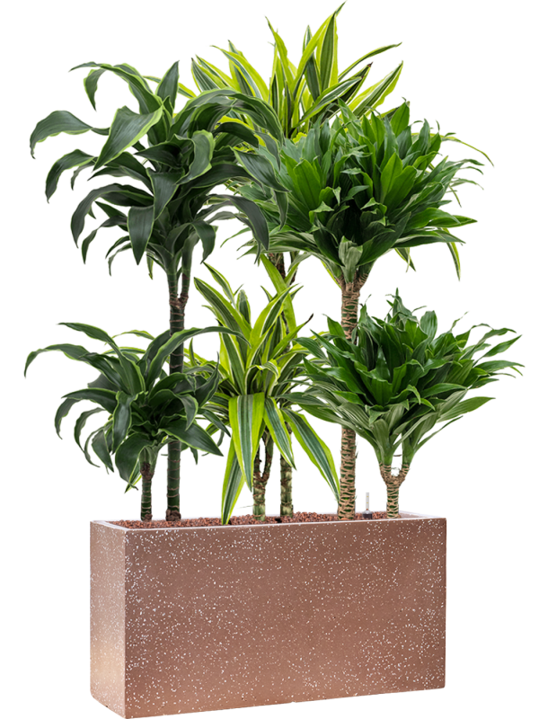 Plantenmix in Baq Terrazzo Office Plant With Pot 104cm Height 15cm Dia