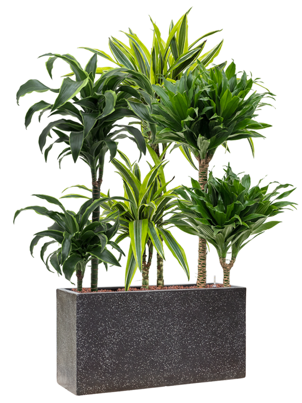 Plantenmix in Baq Terrazzo Office Plant With Pot 104cm Height 15cm Dia