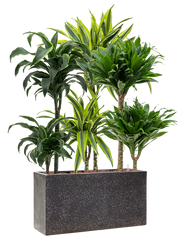 Plantenmix in Baq Terrazzo Office Plant With Pot 104cm Height 15cm Dia