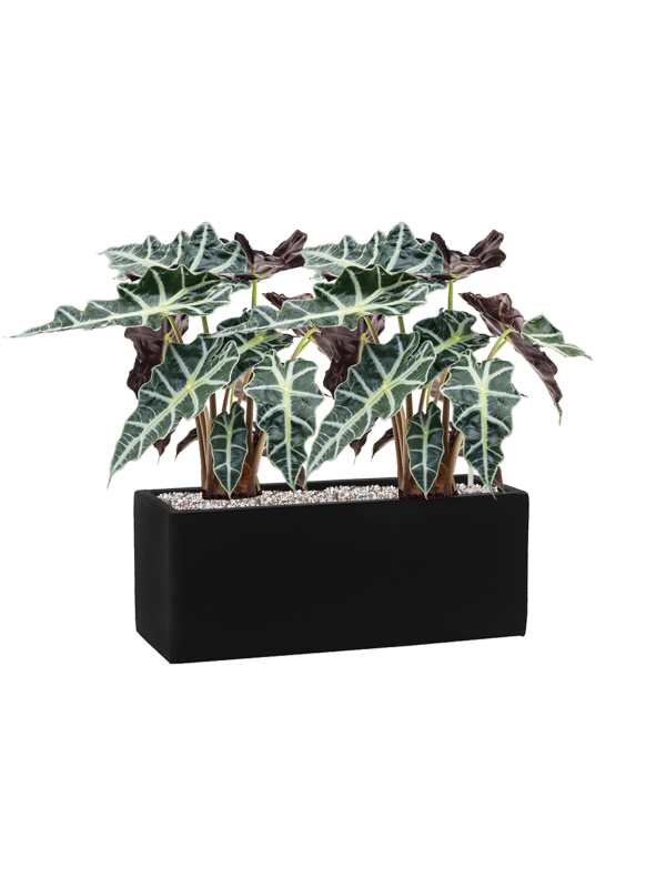 Alocasia 'Polly' in Fiberstone Office Plant With Pot 46cm Height 18cm Dia