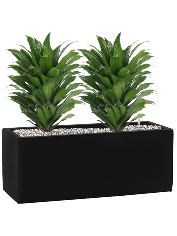 Dracaena fragrans 'Compacta' in Fiberstone Office Plant With Pot 41cm Height 18cm Dia