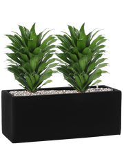 Dracaena fragrans 'Compacta' in Fiberstone Office Plant With Pot 41cm Height 18cm Dia