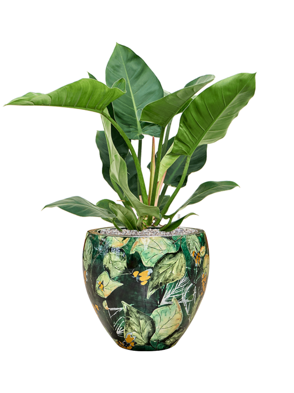 Philodendron 'Imperial Green' in Thom Designed By Lammie Office Plant With Pot 91cm Height 30cm Dia