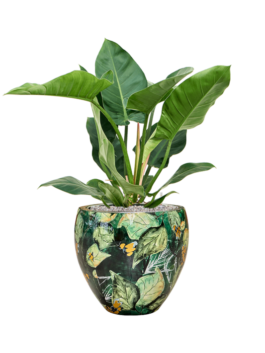 Philodendron 'Imperial Green' in Thom Designed By Lammie Office Plant With Pot 91cm Height 30cm Dia