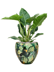 Philodendron 'Imperial Green' in Thom Designed By Lammie Office Plant With Pot 91cm Height 30cm Dia