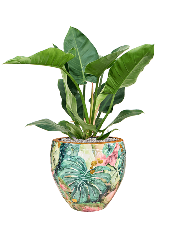 Philodendron 'Imperial Green' in Thom Designed By Lammie Office Plant With Pot 91cm Height 30cm Dia