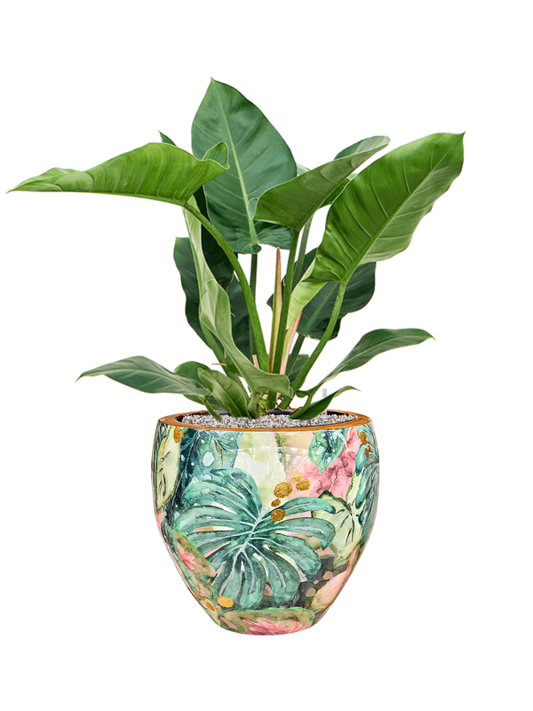 Philodendron 'Imperial Green' in Thom Designed By Lammie Office Plant With Pot 91cm Height 30cm Dia