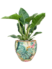 Philodendron 'Imperial Green' in Thom Designed By Lammie Office Plant With Pot 91cm Height 30cm Dia