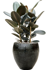 Ficus elastica 'Abidjan' in Thom Office Plant With Pot 91cm Height 30cm Dia