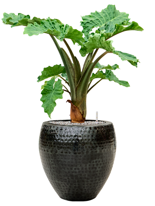 Alocasia 'Low Rider' in Thom Office Plant With Pot 90cm Height 30cm Dia