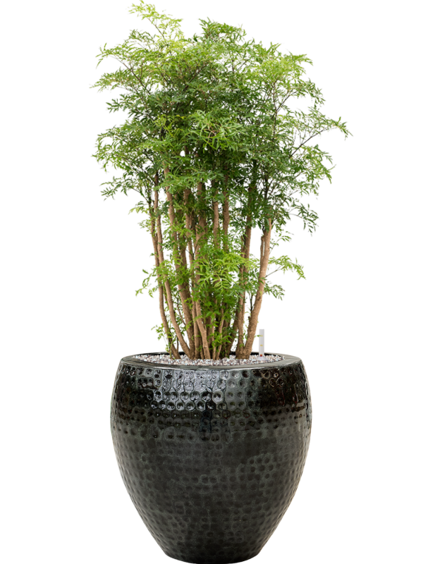 Aralia (Polyscias) 'Ming' in Thom Office Plant With Pot 98cm Height 30cm Dia