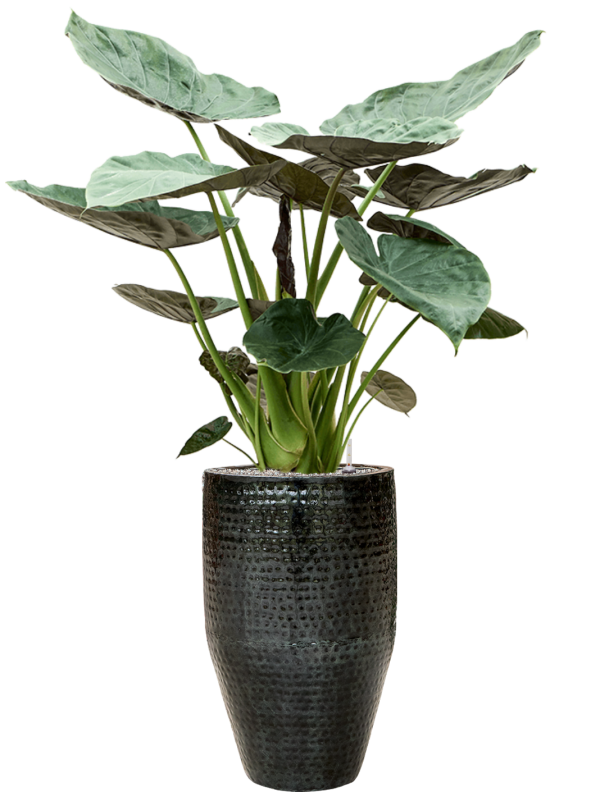 Alocasia Wentii in Thom Office Plant With Pot 165cm Height 33cm Dia