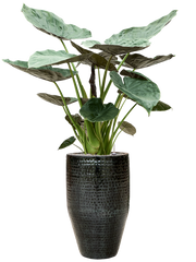 Alocasia Wentii in Thom Office Plant With Pot 165cm Height 33cm Dia