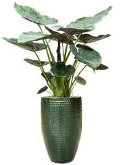 Alocasia Wentii in Thom Office Plant With Pot 165cm Height 33cm Dia