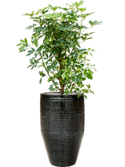 Schefflera arboricola 'Compacta' in Thom Office Plant With Pot 153cm Height 33cm Dia