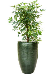 Schefflera arboricola 'Compacta' in Thom Office Plant With Pot 153cm Height 33cm Dia