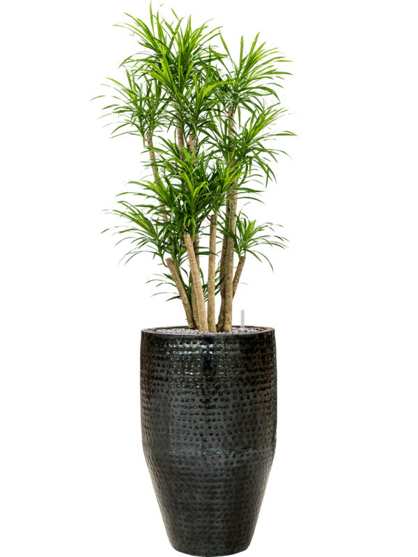 Pleomele (Dracaena) 'Anita Variegata' in Thom Office Plant With Pot 166cm Height 33cm Dia