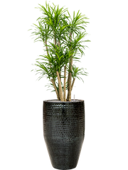 Pleomele (Dracaena) 'Anita Variegata' in Thom Office Plant With Pot 166cm Height 33cm Dia