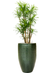 Pleomele (Dracaena) 'Anita Variegata' in Thom Office Plant With Pot 166cm Height 33cm Dia