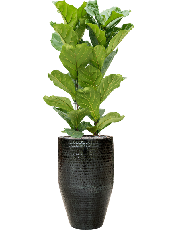 Ficus lyrata in Thom Office Plant With Pot 167cm Height 33cm Dia