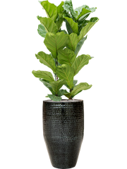 Ficus lyrata in Thom Office Plant With Pot 167cm Height 33cm Dia