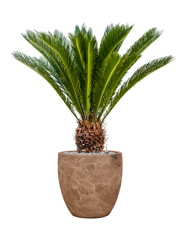 Cycas revoluta in Baq Algar Office Plant With Pot 97cm Height 33cm Dia