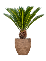 Cycas revoluta in Baq Algar Office Plant With Pot 97cm Height 33cm Dia