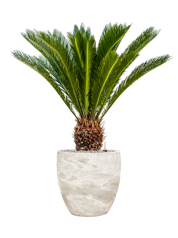 Cycas revoluta in Baq Algar Office Plant With Pot 98cm Height 33cm Dia