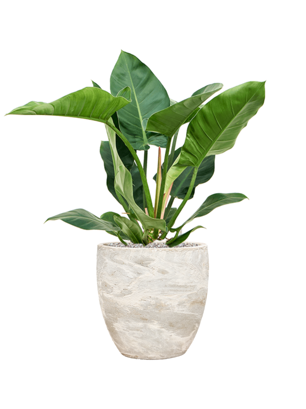 Philodendron 'Imperial Green' in Baq Algar Office Plant With Pot 89cm Height 33cm Dia