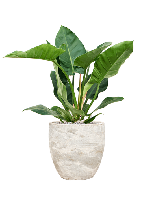 Philodendron 'Imperial Green' in Baq Algar Office Plant With Pot 89cm Height 33cm Dia