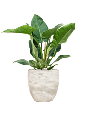 Philodendron 'Imperial Green' in Baq Algar Office Plant With Pot 89cm Height 33cm Dia