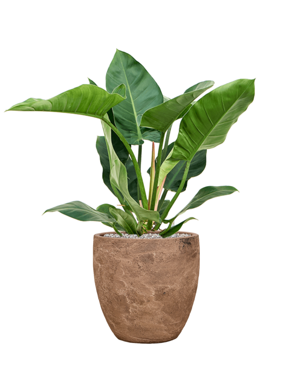 Philodendron 'Imperial Green' in Baq Algar Office Plant With Pot 88cm Height 33cm Dia