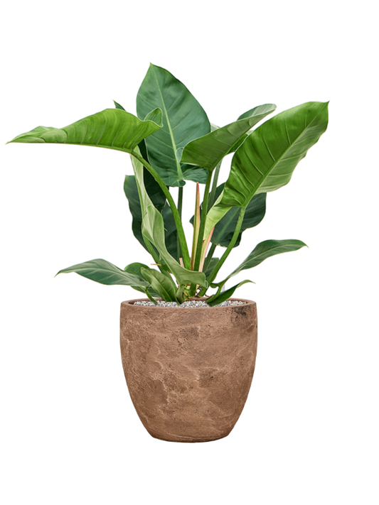 Philodendron 'Imperial Green' in Baq Algar Office Plant With Pot 88cm Height 33cm Dia