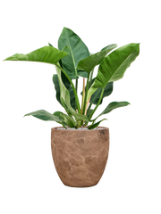 Philodendron 'Imperial Green' in Baq Algar Office Plant With Pot 88cm Height 33cm Dia