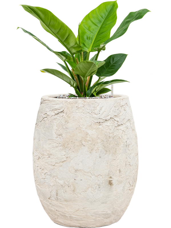 Philodendron 'Imperial Green' in Baq Algar Office Plant With Pot 61cm Height 24cm Dia