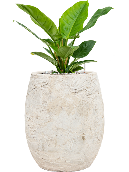 Philodendron 'Imperial Green' in Baq Algar Office Plant With Pot 61cm Height 24cm Dia