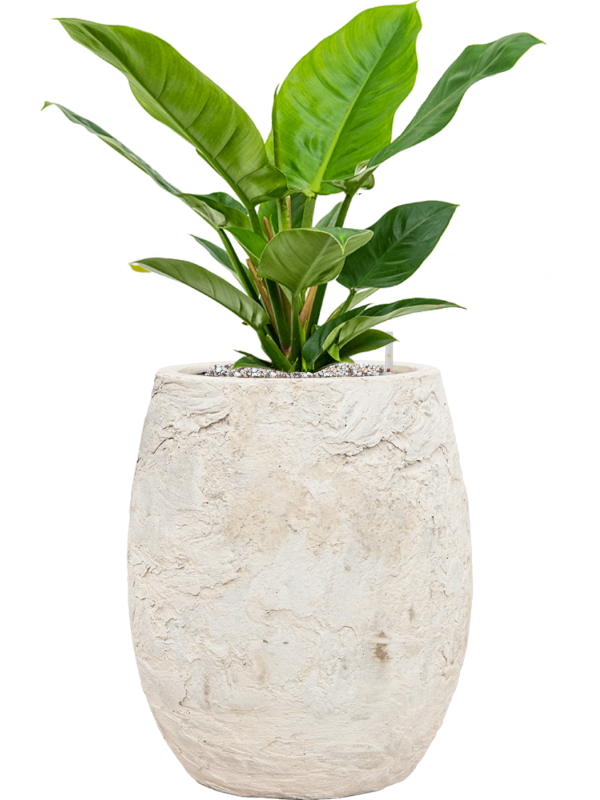 Philodendron 'Imperial Green' in Baq Algar Office Plant With Pot 61cm Height 24cm Dia