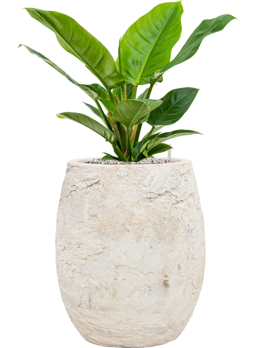 Philodendron 'Imperial Green' in Baq Algar Office Plant With Pot 61cm Height 24cm Dia