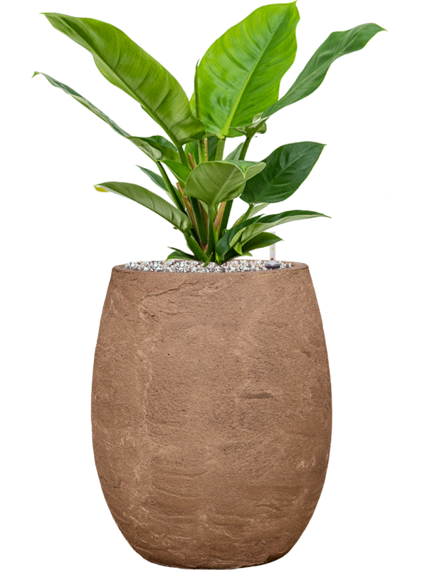 Philodendron 'Imperial Green' in Baq Algar Office Plant With Pot 61cm Height 24cm Dia