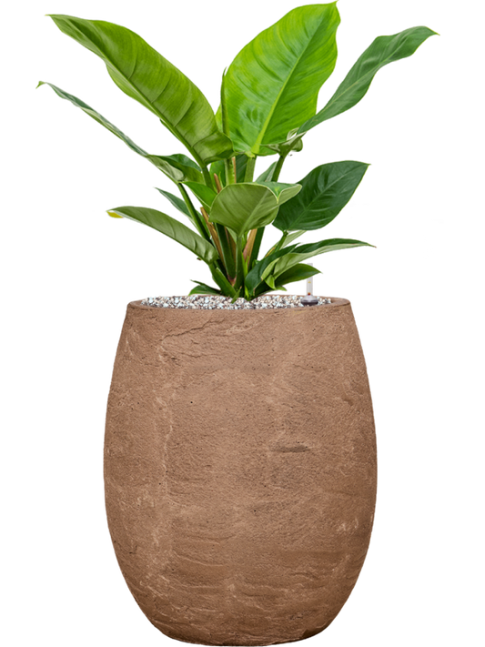 Philodendron 'Imperial Green' in Baq Algar Office Plant With Pot 61cm Height 24cm Dia