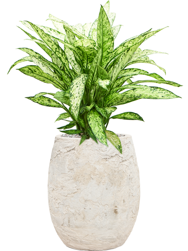 Dieffenbachia 'Vesuvius' in Baq Algar Office Plant With Pot 76cm Height 24cm Dia