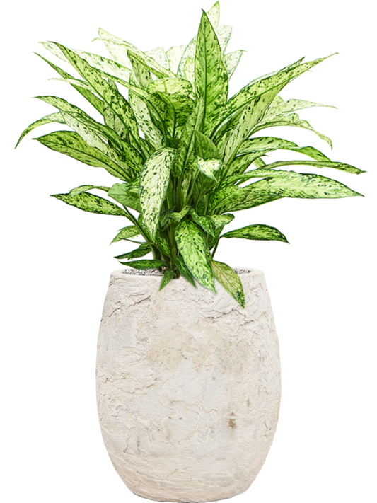 Dieffenbachia 'Vesuvius' in Baq Algar Office Plant With Pot 76cm Height 24cm Dia